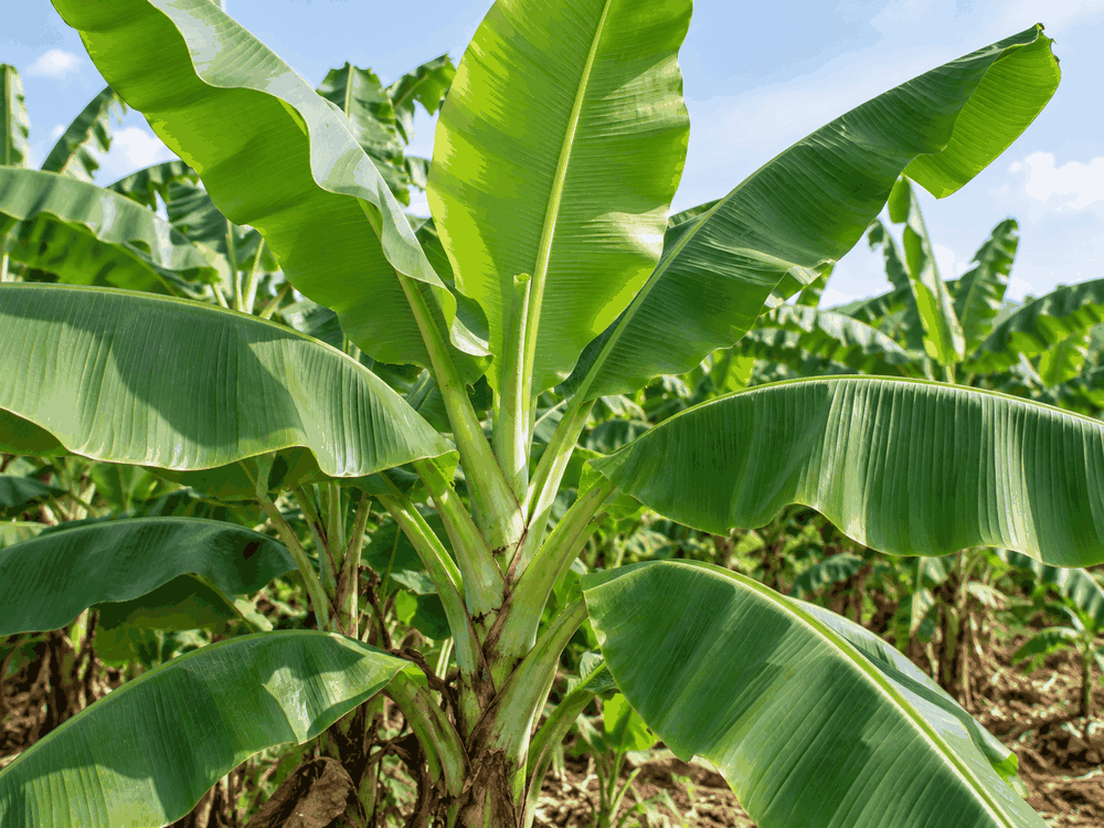Banane