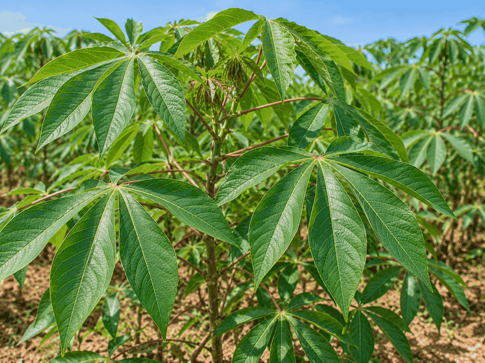 Manioc