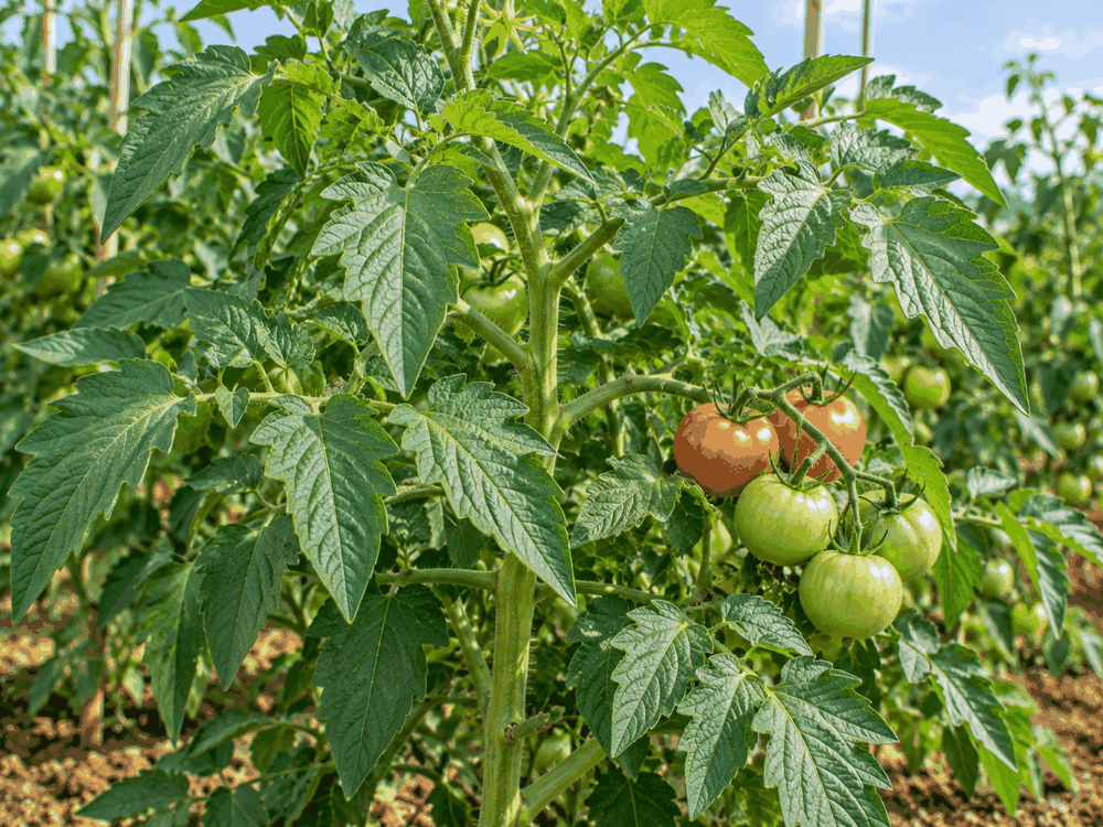 Tomate